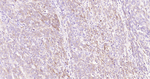 CD74 Antibody in Immunohistochemistry (Paraffin) (IHC (P))