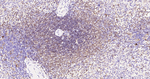 CD74 Antibody in Immunohistochemistry (Paraffin) (IHC (P))