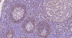 CD74 Antibody in Immunohistochemistry (Paraffin) (IHC (P))