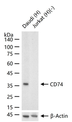 CD74 Antibody in Western Blot (WB)
