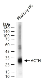 ACTH Antibody in Western Blot (WB)