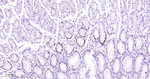 MCM7 Antibody in Immunohistochemistry (Paraffin) (IHC (P))