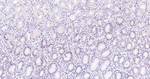 MCM7 Antibody in Immunohistochemistry (Paraffin) (IHC (P))