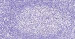 MCM7 Antibody in Immunohistochemistry (Paraffin) (IHC (P))