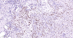 MCM7 Recombinant Rabbit Monoclonal Antibody (20E7)