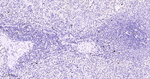 MCM7 Antibody in Immunohistochemistry (Paraffin) (IHC (P))