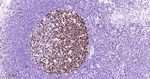 MCM7 Antibody in Immunohistochemistry (Paraffin) (IHC (P))