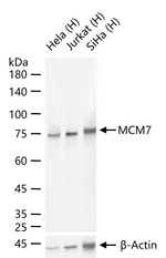 MCM7 Antibody in Western Blot (WB)