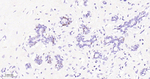Estrogen Receptor alpha Antibody in Immunohistochemistry (Paraffin) (IHC (P))