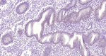 Estrogen Receptor alpha Antibody in Immunohistochemistry (Paraffin) (IHC (P))