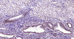 Estrogen Receptor alpha Antibody in Immunohistochemistry (Paraffin) (IHC (P))