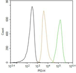 p53 Antibody in Flow Cytometry (Flow)