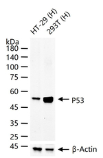 p53 Antibody in Western Blot (WB)