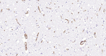 Caveolin 1 Antibody in Immunohistochemistry (Paraffin) (IHC (P))