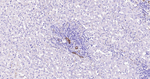 Caveolin 1 Antibody in Immunohistochemistry (Paraffin) (IHC (P))