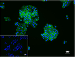 E-cadherin Antibody in Immunocytochemistry (ICC/IF)