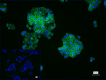 E-cadherin Antibody in Immunocytochemistry (ICC/IF)