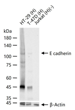 E-cadherin Antibody in Western Blot (WB)