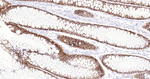 MUC2 Antibody in Immunohistochemistry (Paraffin) (IHC (P))