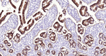 MUC2 Recombinant Rabbit Monoclonal Antibody (8G4)