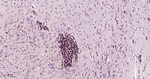 p27Kip1 Antibody in Immunohistochemistry (Paraffin) (IHC (P))
