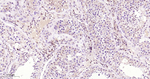 p27Kip1 Antibody in Immunohistochemistry (Paraffin) (IHC (P))
