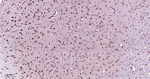 p27Kip1 Antibody in Immunohistochemistry (Paraffin) (IHC (P))