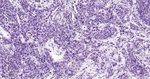 p27Kip1 Antibody in Immunohistochemistry (Paraffin) (IHC (P))