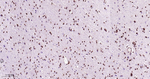 p27Kip1 Antibody in Immunohistochemistry (Paraffin) (IHC (P))