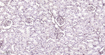 p27Kip1 Antibody in Immunohistochemistry (Paraffin) (IHC (P))