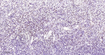 FOXL2 Antibody in Immunohistochemistry (Paraffin) (IHC (P))