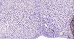 FOXL2 Recombinant Rabbit Monoclonal Antibody (9G10)