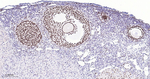 FOXL2 Antibody in Immunohistochemistry (Paraffin) (IHC (P))