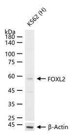 FOXL2 Antibody in Western Blot (WB)