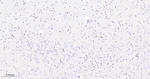 CD34 Antibody in Immunohistochemistry (Paraffin) (IHC (P))