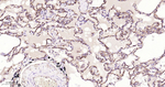 CD34 Antibody in Immunohistochemistry (Paraffin) (IHC (P))