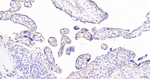 CD34 Antibody in Immunohistochemistry (Paraffin) (IHC (P))
