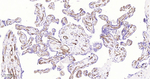 CD34 Antibody in Immunohistochemistry (Paraffin) (IHC (P))