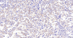 CD34 Antibody in Immunohistochemistry (Paraffin) (IHC (P))