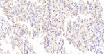 CD34 Antibody in Immunohistochemistry (Paraffin) (IHC (P))