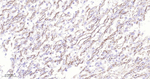 CD34 Antibody in Immunohistochemistry (Paraffin) (IHC (P))