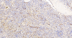 CD34 Antibody in Immunohistochemistry (Paraffin) (IHC (P))