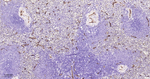 CD34 Antibody in Immunohistochemistry (Paraffin) (IHC (P))