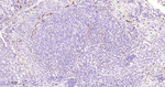 CD34 Antibody in Immunohistochemistry (Paraffin) (IHC (P))