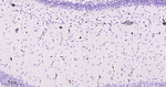 CD34 Antibody in Immunohistochemistry (Paraffin) (IHC (P))