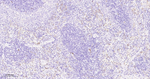 CD34 Antibody in Immunohistochemistry (Paraffin) (IHC (P))