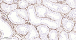 CD34 Antibody in Immunohistochemistry (Paraffin) (IHC (P))