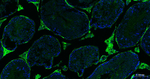 CD34 Antibody in Immunohistochemistry (Paraffin) (IHC (P))