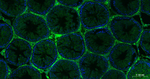 CD34 Antibody in Immunohistochemistry (Paraffin) (IHC (P))