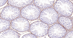 CD34 Antibody in Immunohistochemistry (Paraffin) (IHC (P))